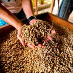 【珈琲】豆の味わいが変わる？コーヒー豆の生産処理(生豆の精製）とは？？