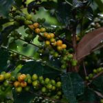 【植物】コーヒー豆はどこから来るのか？？栽培から出荷までの道のり