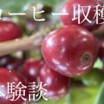【体験談】日本でコーヒー収穫!! 金甲山コーヒー農園に行ってきた!!